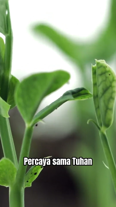 MOTIVASI HIDUP #shorts #vidioshorts #youtubeshorts #motivasidiri