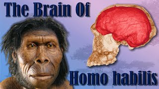 The Brain of Early Homo (Homo Habilis & Homo Rudolfensis) | Ancestors Brains #4
