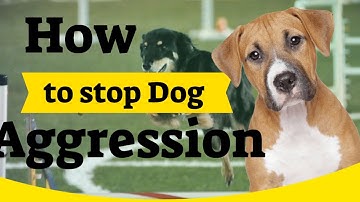 How to stop Dog Aggression quickly And easily - In a few steps!
