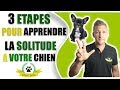 LES 3 ÉTAPES POUR APPRENDRE A VOTRE CHIEN A RESTER SEUL 🛑