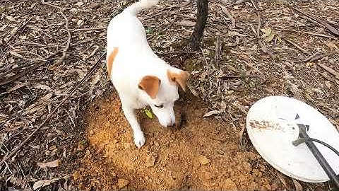 GPX6000 - Detecting the golden triangle 9