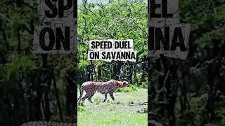 Speed Duel On Savanna.