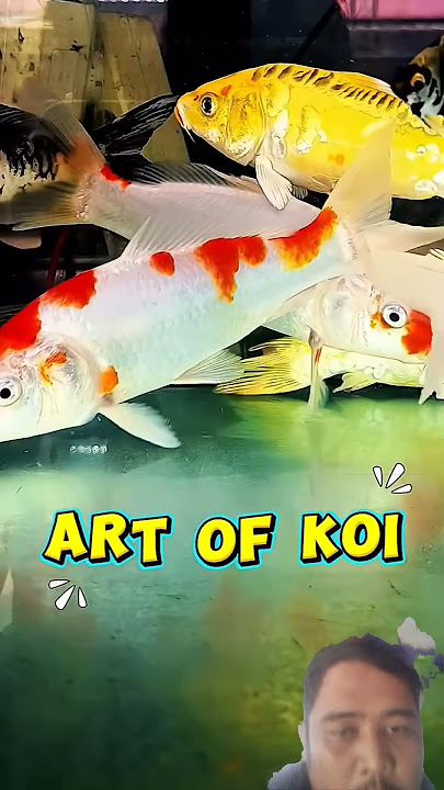 koi fish #koi #qualitykoifish #koifish #ornamentalfishkoi #fish #ornamentalfishpalembang #ornamen...