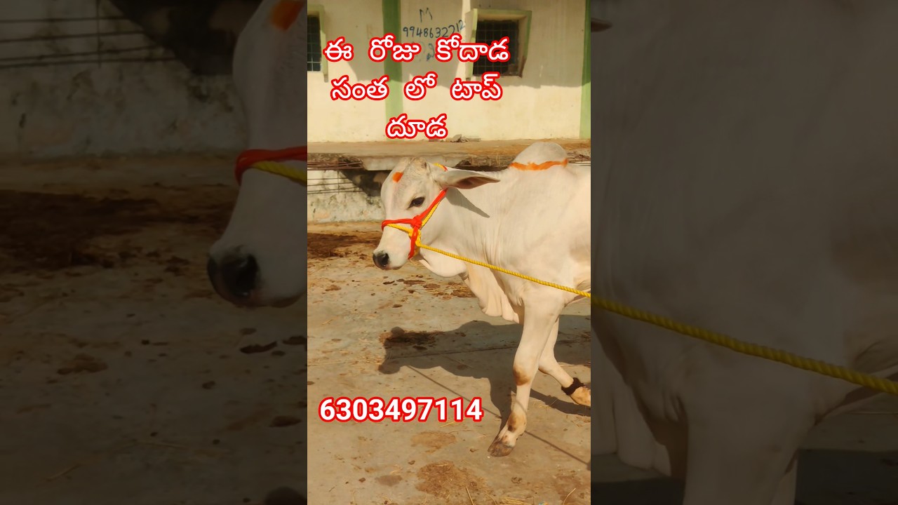ఈ ఆదివారం కోదాడ సంత లో టాప్ క్వాలిటీ దూడ || kodada Bulls market today || 