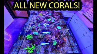 ALL NEW CORALS ! Video walkthrough by Fragbox Corals 8,706 views 1 month ago 21 minutes