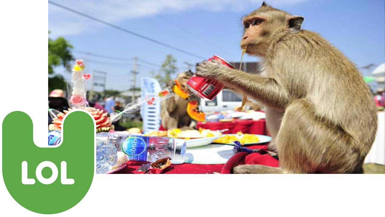 Monkey Buffet Festival in Thailand - YouTube