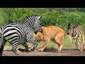 The Humiliation Of Lion King! Aggressive Lion Was Bitten Nearly Died By Mother Zebra To Rescue Calf