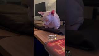 Yorulmuş Lili 🥰 #kedi #cat #sphynx #sphynxlove