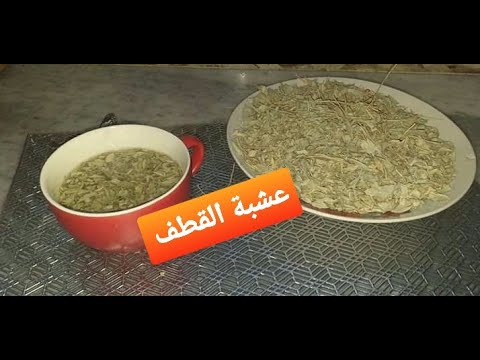 فوائد عشبة القطف🌿 وكيفة استعملها  للقضاء على تكيس مبايض و عدة امراض اخرى و خاصة دهون متراكمة فلجسم