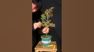 Thợ trẻ tập uốn cây Tùng như thế này #bonsaitutorial #shorts