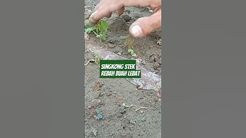 singkong tanam stek tidur agar berbuah banyak #tutorialviral #singkong #buahlebat #caraberkebun