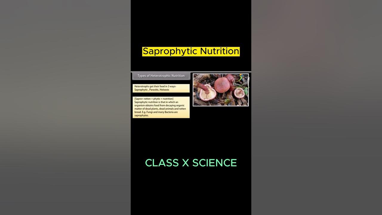 nutrition-saprotrophic-nutrition-parasitic-nutrition-holozoic