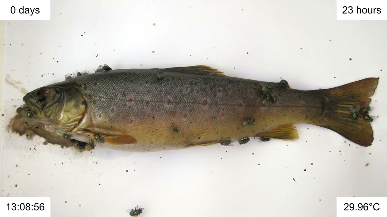 Rotting Fish (Brown Trout) Eaten by Maggots and Wasps Timelapse YouTube