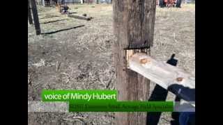 H-braces are necessary for permanent barbed and smooth wire fences. This video, narrated by Mindy Hubert, SDSU Extension 