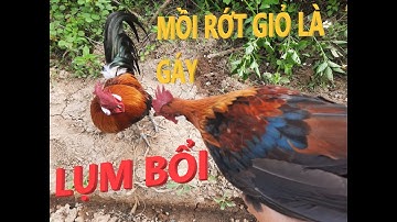 Bẫy gà rừng rặc/Gà rừng tơ quá sung/ĐanchiVlog