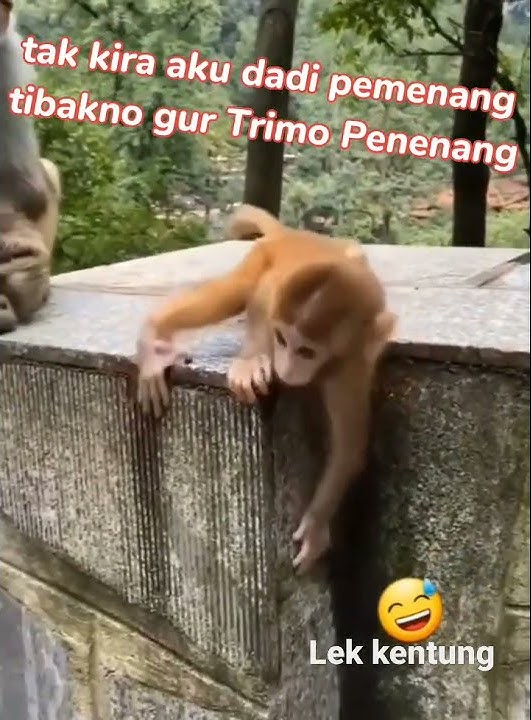 MONYET LUCU | Ngregestory #fyp #shots #viral #tiktok #shorts #storywa #story #status