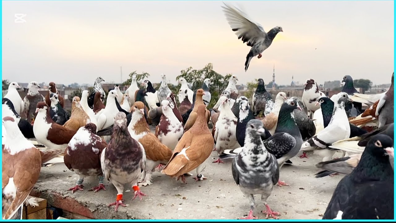 Today new entry 🥰❤️ fighter 100 kabuter le ye ha #pigeon #pigeonlaver #bird ##pigeon 