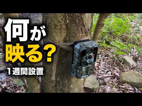 トレイルカメラ設置のコツ【初心者でも失敗しない】