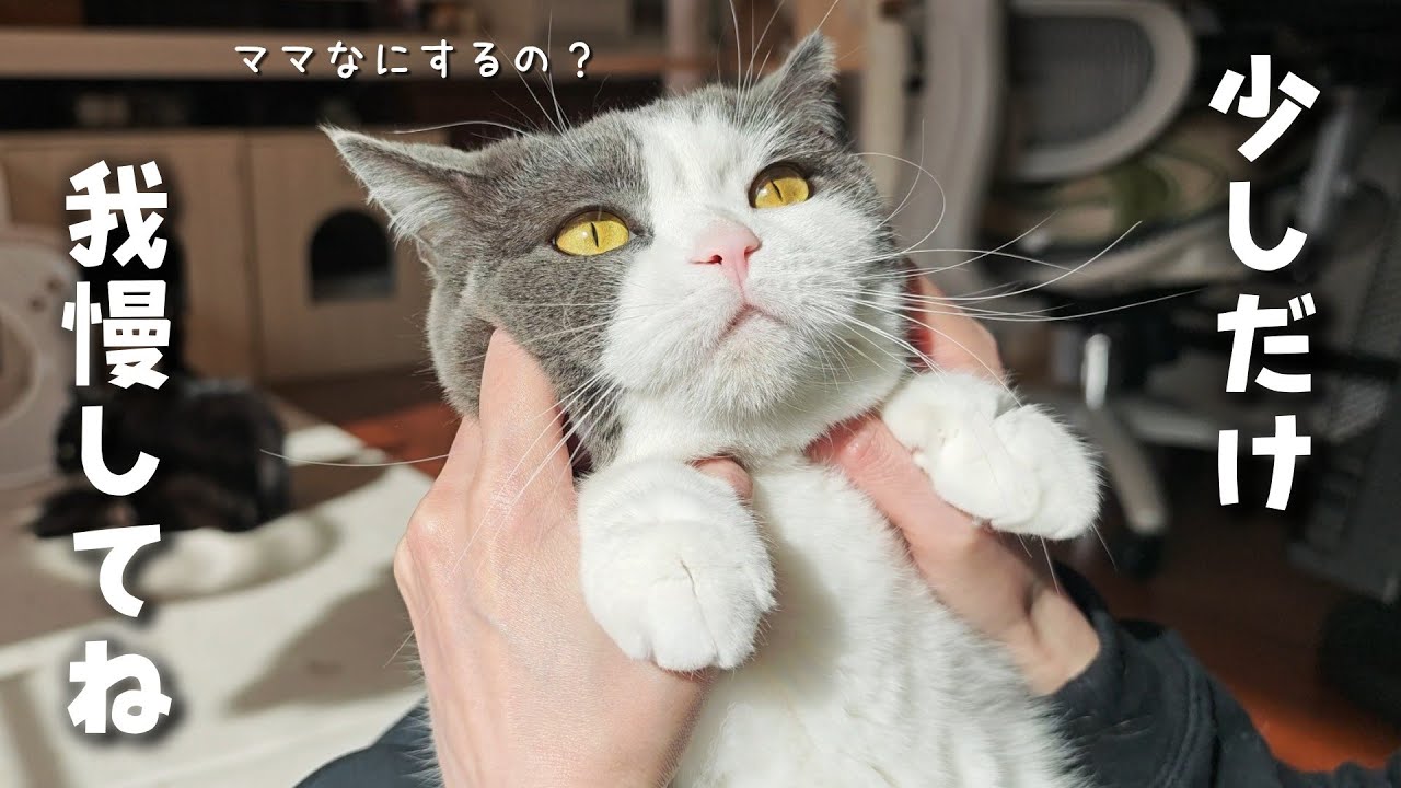 取引猫です。 The cat was so cute, frozen in place without knowing what was