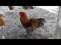 Introducing a New Rooster to The Flock