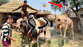 24 Hours Challenge With My Animals 😱 win $100000 