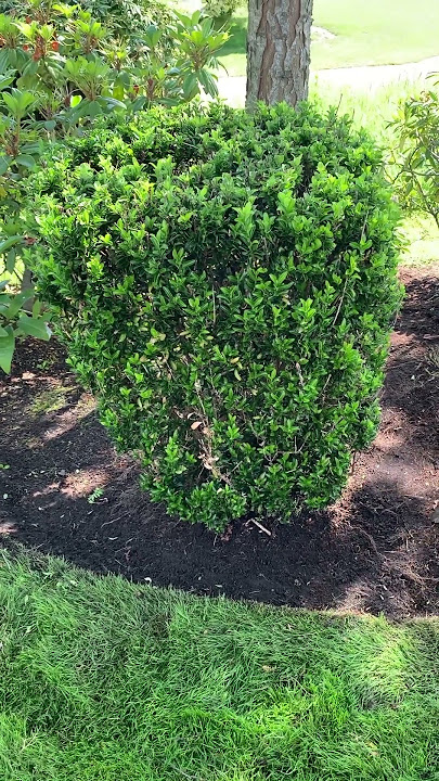 Hand-pruned Hebe comes back after a harsh winter #garden #landscaper #hebe #pruning #gardeningtips