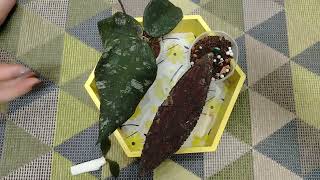 картинка: Распаковка посылки с хойками💖
