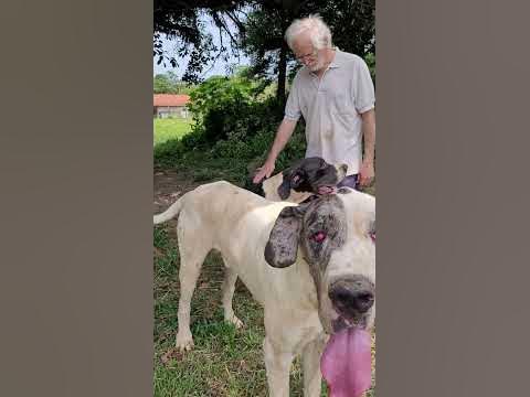 Canil Gigantes do Moenda Dogue Alemão