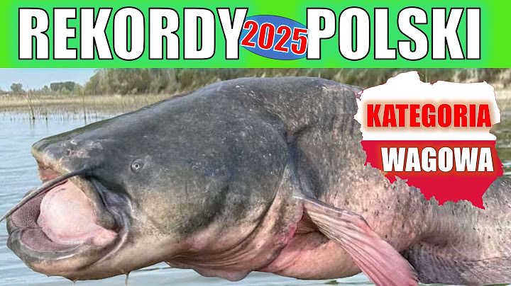 AKTUALNE REKORDY RYB W POLSCE 2025 !!! KATEGORIA WAGOWA