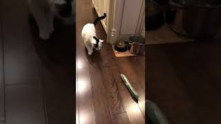My Cat VS Cucumber @MPR1