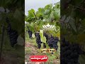 نمونه باردهی انگور سردشت