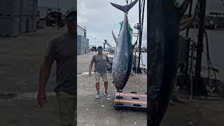 1,496 Pound Blue Fin Tuna 🍣 World Record IGFA 🎣 #fishing #fish #animals