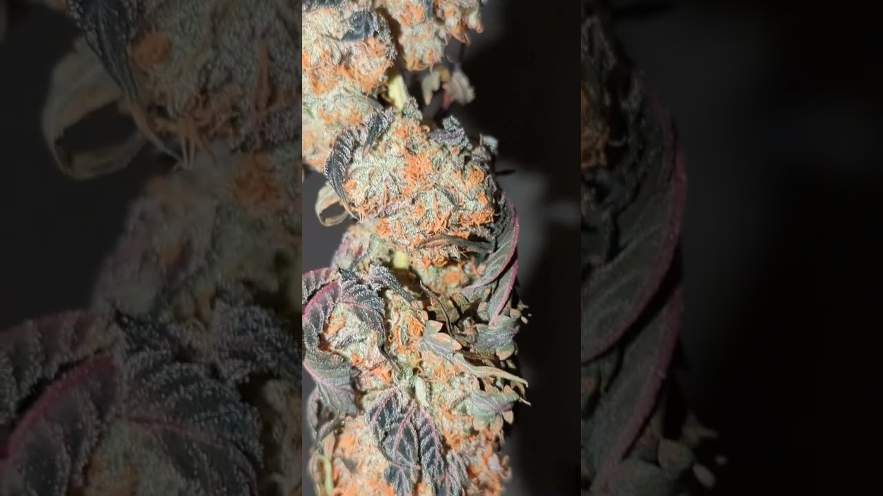 King Louis x CaliSunset Envy Genetics Drying