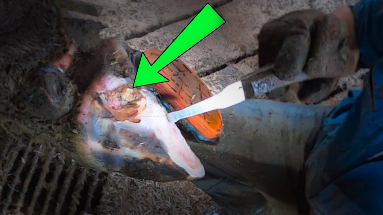 HELPING ANIMALS to WALK BETTER cow 621's update The Hoof GP YouTube