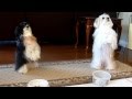 Sharing Dogs praying before meal (video) Love