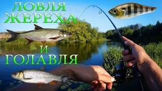 Жерех на всплеск.Ловля жереха и голавля на воблеры ультралайтовым спиннингом Жерех на всплеск.Ловля жереха и голавля на воблеры ультралайтовым спиннингом