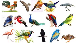 100+ Most Beautiful Birds In The World | Most Stunning Beautiful Birds On Planet Earth |