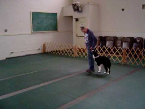 Bill the Border Collie learning to heel