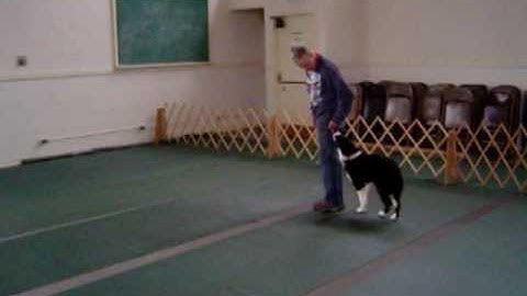 Bill the Border Collie learning to heel