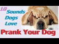 Sounds That Tilt Dogs Head ~ Sounds Dogs Love