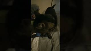 Mr Tigtigs The Gardeners Cat 20112022 Rip My Little Furry Bubba Christmas 2020