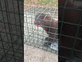 This Mink Killed 17 Chickens in only a few night! #Jesus #GrayGang
