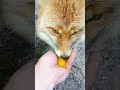 3656. Дикая лиса Маркиза и утренний завтрак. #wildfox #animals #shorts