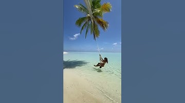 The most beautiful palm tree