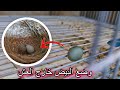 شاهد كيف عالجت مشكل وضع الانثى للبيض خارج العش