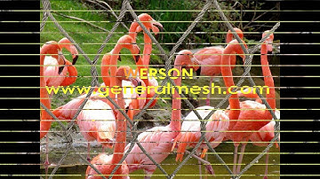 Generalmesh Zoo Net,Zoo Enclosures,Webnet Mesh,Monkey Enclosure Mesh