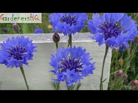 Video: Common Centaury Flower - Hvad er en Centaury-plante og voksende info