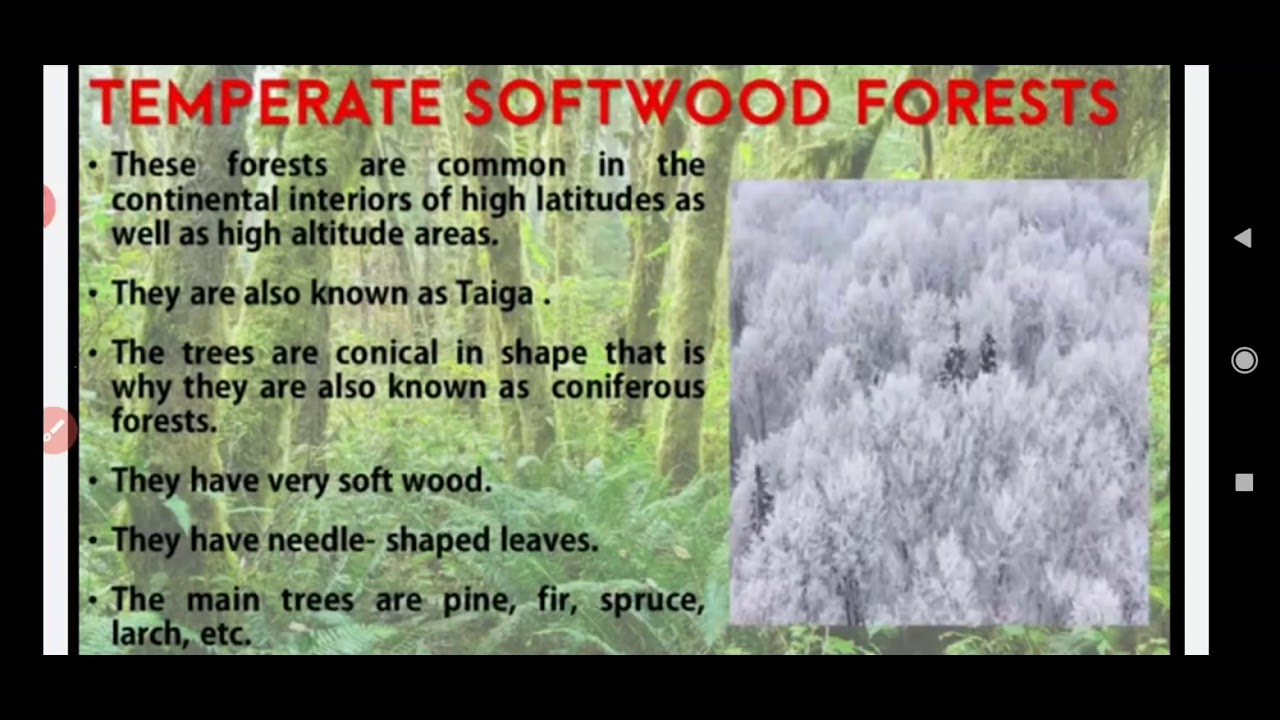 Temperate softwood forest , animal kingdom - YouTube