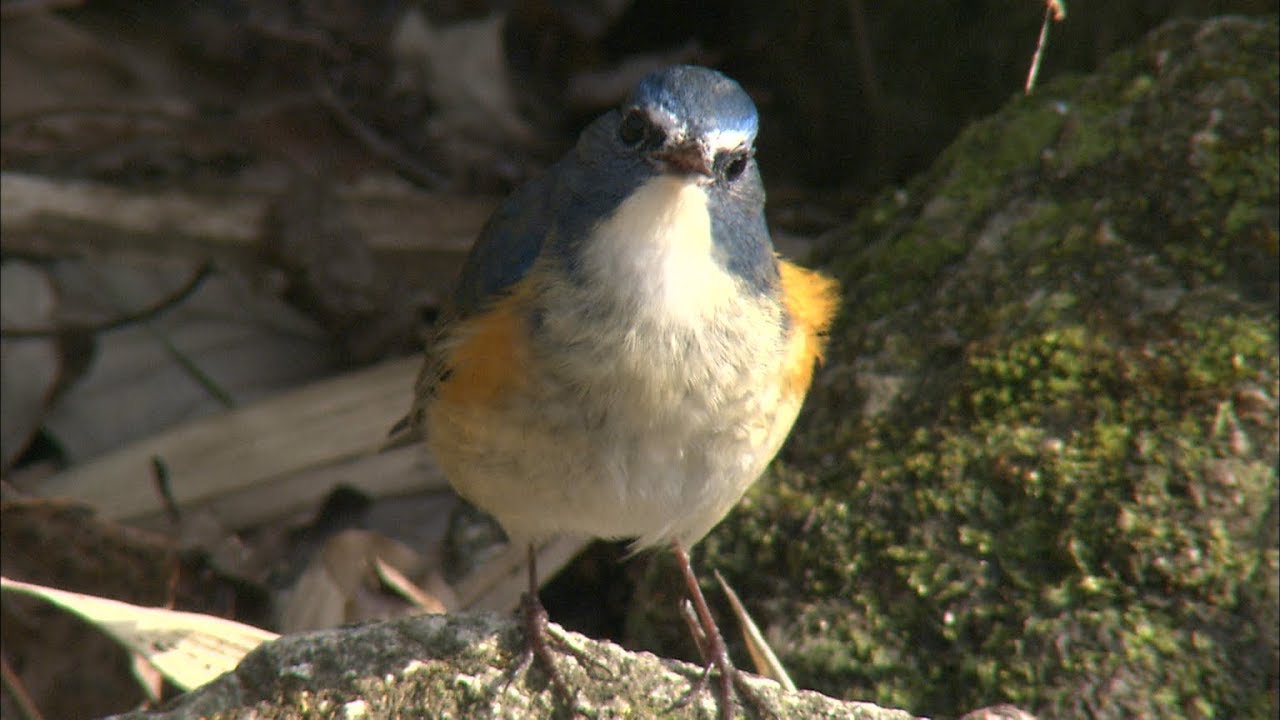 野鳥がいっぱいの季節 幸せの青い鳥を探しに Youtube