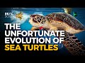 Why evolution has screwed sea turtles and so have we